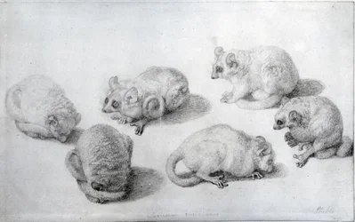 Études d